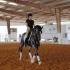 Lilo Fore Clinic at Kim Gentry Dressage